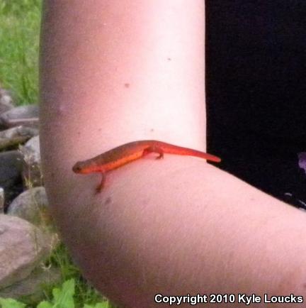 Red-Spotted Newt (Notophthalmus viridescens viridescens)