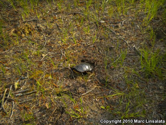 Eastern Painted Turtle (Chrysemys picta picta)