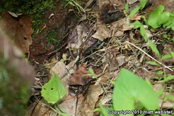 Eastern Red-backed Salamander (Plethodon cinereus)