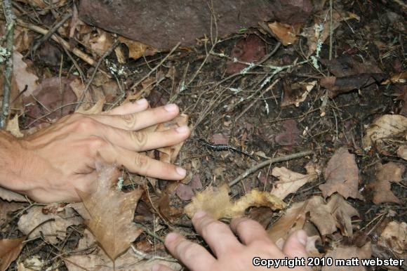 Northern Slimy Salamander (Plethodon glutinosus)