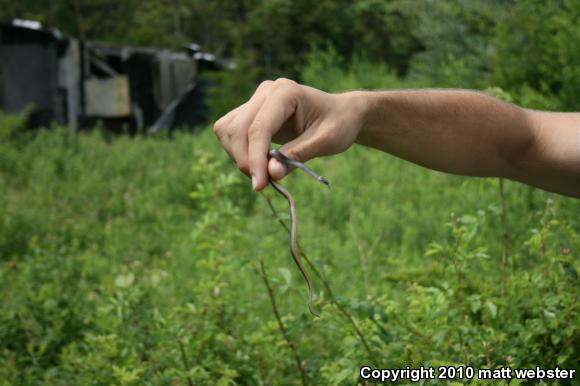 Northern Ring-necked Snake (Diadophis punctatus edwardsii)