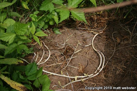 Northern Red-bellied Snake (Storeria occipitomaculata occipitomaculata)