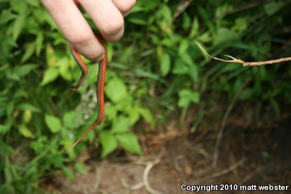 Northern Red-bellied Snake (Storeria occipitomaculata occipitomaculata)