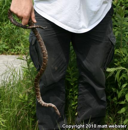 Eastern Milksnake (Lampropeltis triangulum triangulum)