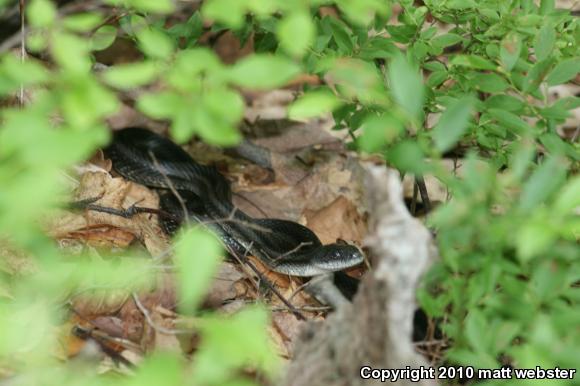 Eastern Ratsnake (Pantherophis alleghaniensis)
