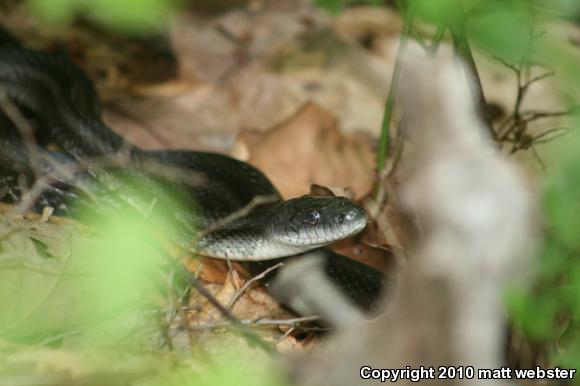 Eastern Ratsnake (Pantherophis alleghaniensis)