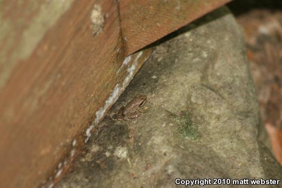 Wood Frog (Lithobates sylvaticus)