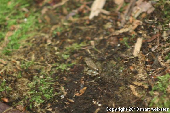 Wood Frog (Lithobates sylvaticus)