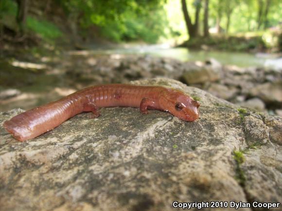 Northern Spring Salamander (Gyrinophilus porphyriticus porphyriticus)