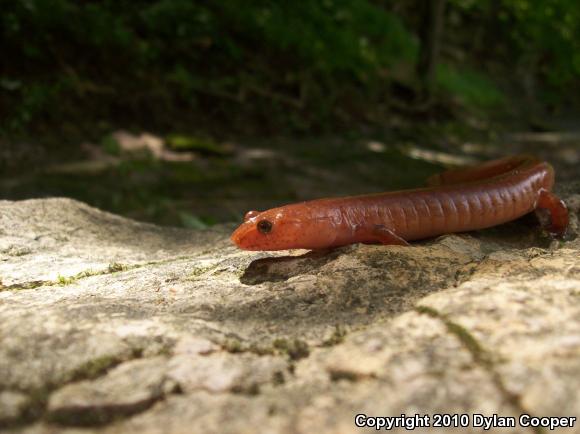 Northern Spring Salamander (Gyrinophilus porphyriticus porphyriticus)