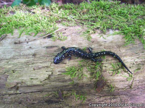 Northern Slimy Salamander (Plethodon glutinosus)