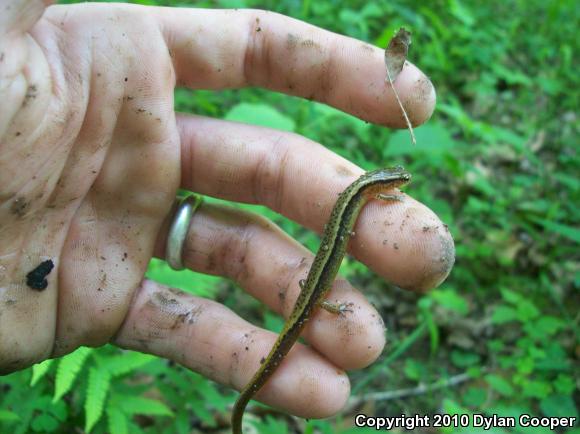 Northern Two-lined Salamander (Eurycea bislineata)