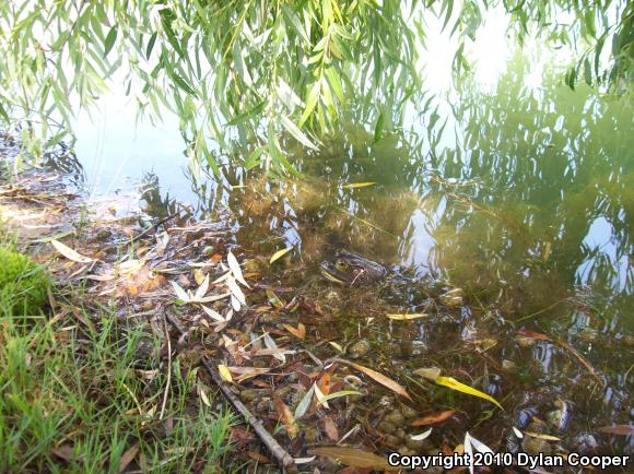 American Bullfrog (Lithobates catesbeianus)