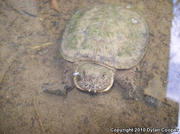 Eastern Snapping Turtle (Chelydra serpentina serpentina)