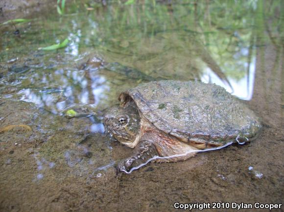 Eastern Snapping Turtle (Chelydra serpentina serpentina)