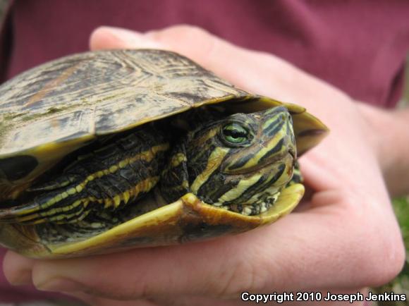 Red-eared Slider (Trachemys scripta elegans)