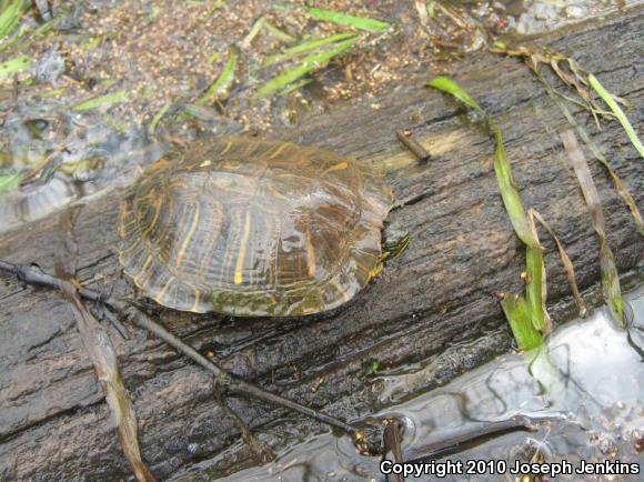 Red-eared Slider (Trachemys scripta elegans)