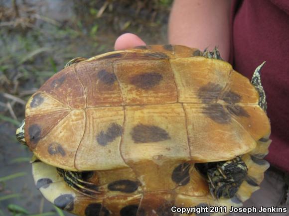 Red-eared Slider (Trachemys scripta elegans)