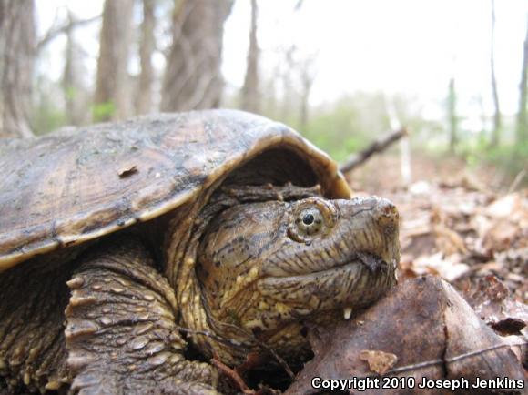 Snapping Turtle (Chelydra serpentina)