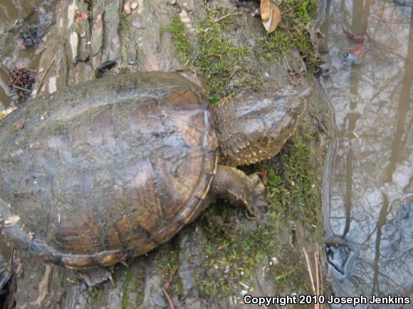 Snapping Turtle (Chelydra serpentina)