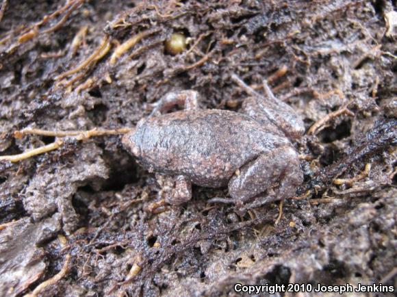 Eastern Narrow-mouthed Toad (Gastrophryne carolinensis)