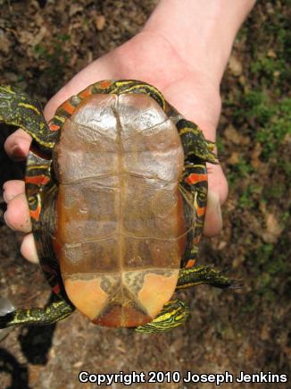 Western Painted Turtle (Chrysemys picta bellii)