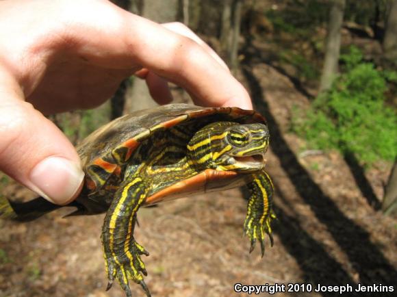 Western Painted Turtle (Chrysemys picta bellii)