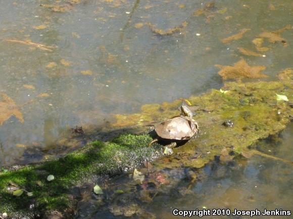 Western Painted Turtle (Chrysemys picta bellii)