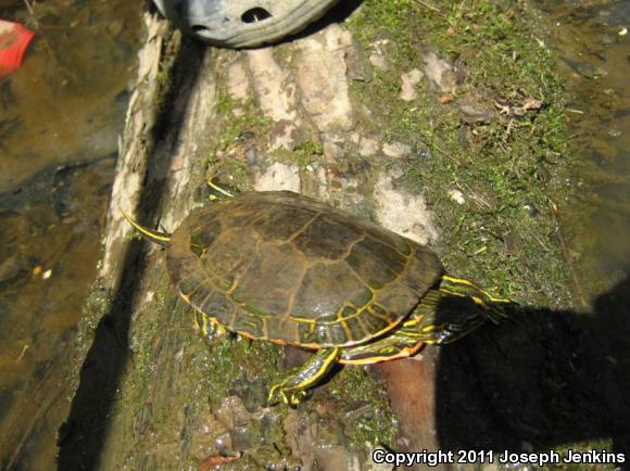 Western Painted Turtle (Chrysemys picta bellii)