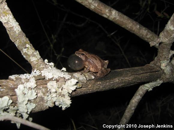 Spring Peeper (Pseudacris crucifer)