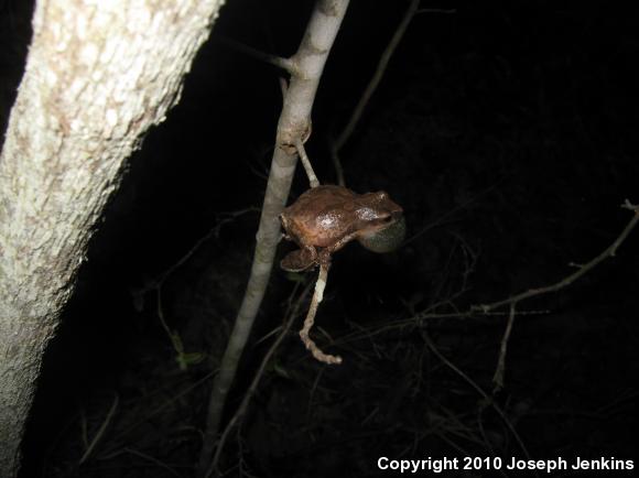 Spring Peeper (Pseudacris crucifer)