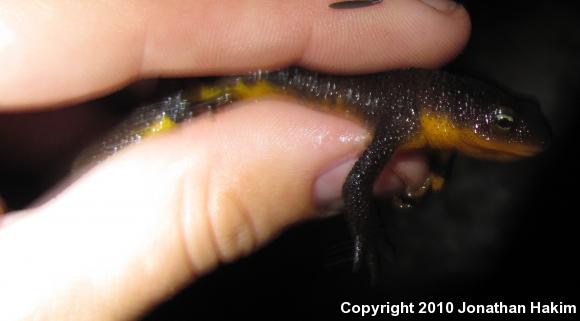 Rough-skinned Newt (Taricha granulosa)