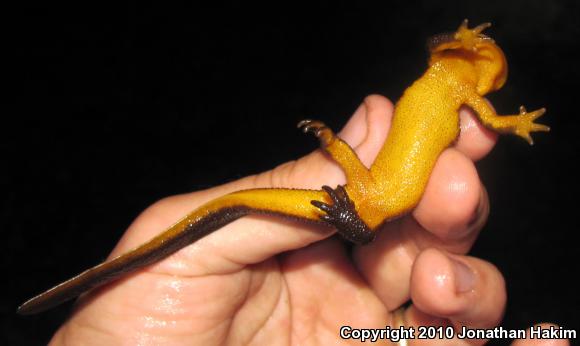 Rough-skinned Newt (Taricha granulosa)