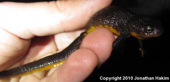 Rough-skinned Newt (Taricha granulosa)