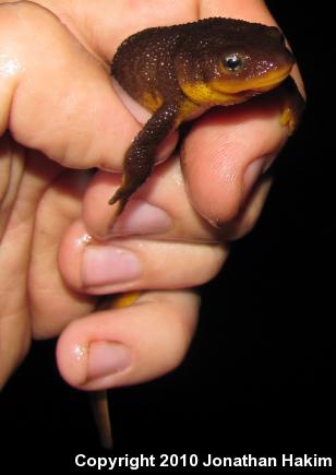 Rough-skinned Newt (Taricha granulosa)