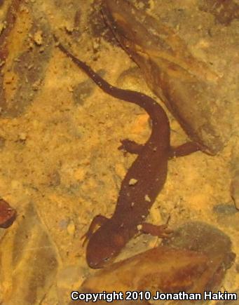 Rough-skinned Newt (Taricha granulosa)