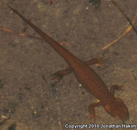 Rough-skinned Newt (Taricha granulosa)