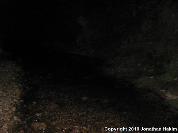 Rough-skinned Newt (Taricha granulosa)