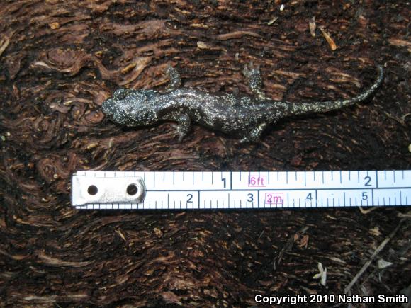 Arboreal Salamander (Aneides lugubris)