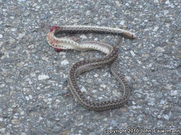 San Diego Gopher Snake (Pituophis catenifer annectens)