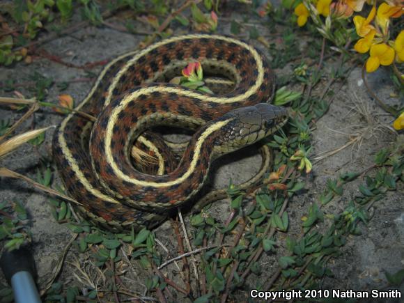 Coast Gartersnake (Thamnophis elegans terrestris)