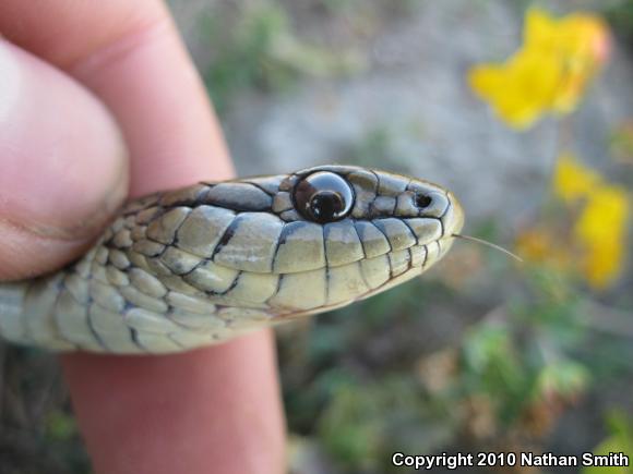 Coast Gartersnake (Thamnophis elegans terrestris)