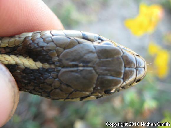 Coast Gartersnake (Thamnophis elegans terrestris)