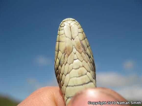 Coast Gartersnake (Thamnophis elegans terrestris)