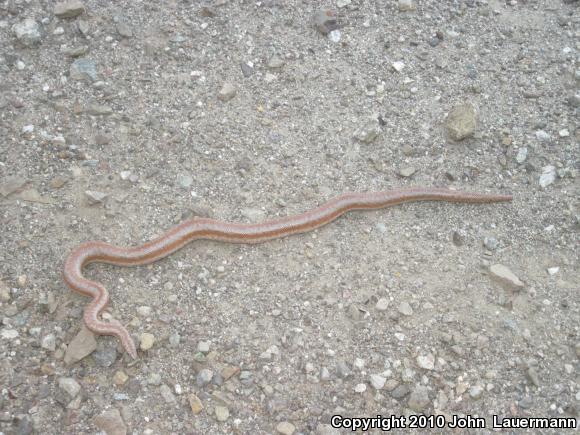 Coastal Rosy Boa (Lichanura trivirgata roseofusca)