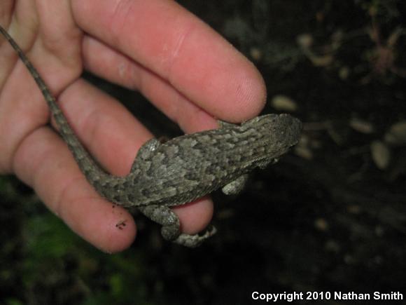 Coast Range Fence Lizard (Sceloporus occidentalis bocourtii)