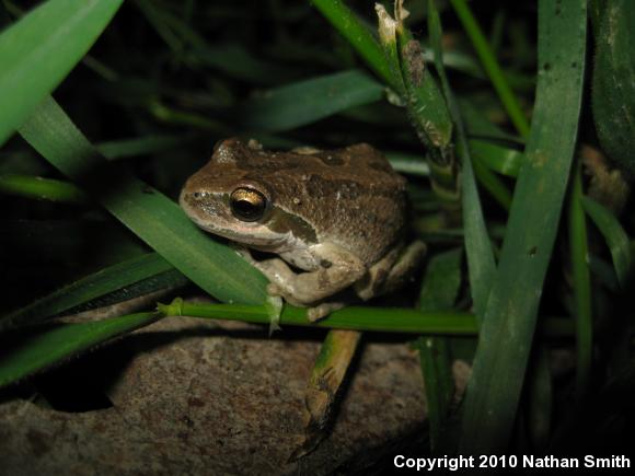 Baja California Treefrog (Pseudacris hypochondriaca)