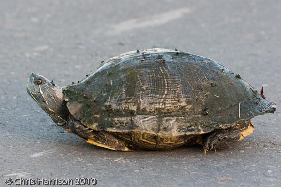 Red-eared Slider (Trachemys scripta elegans)