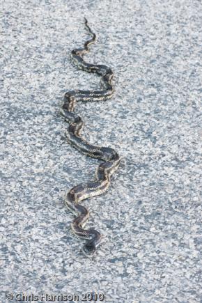 Texas Ratsnake (Pantherophis obsoletus lindheimeri)