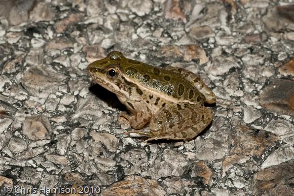 Rio Grande Leopard Frog (Lithobates berlandieri)